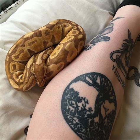 Tattoo Tattooed Legs Snake Pet Snake Animal Tattoos Cute Reptiles