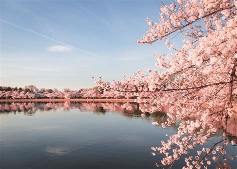 Amazing Photos Of Peak Cherry Blossom Bloom In Dc Cherry Blossom Dc