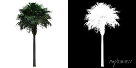 Left View Of Sabal Palm Tree Png With Alpha Channel To Cutout Posters