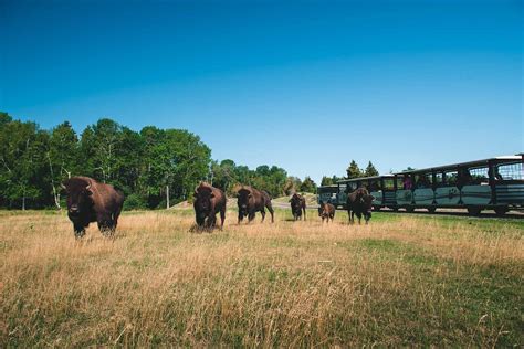 Zoo Sauvage Of Saint Felicien All You Need To Know Before You Go