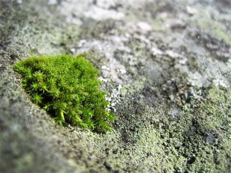 10 Types Of Moss For Your Garden Insteading