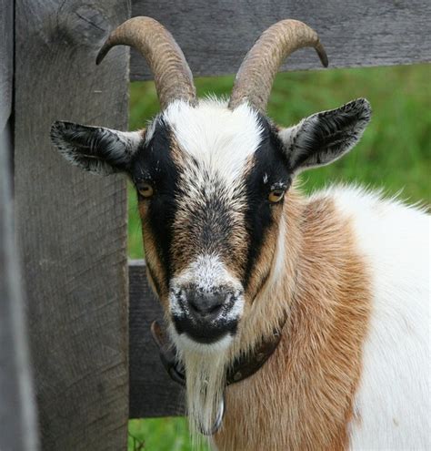 Goat Boer Bok Horns · Free Photo On Pixabay