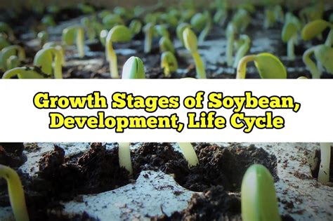 Growth Stages Of Soybean Development Life Cycle Rockets Garden