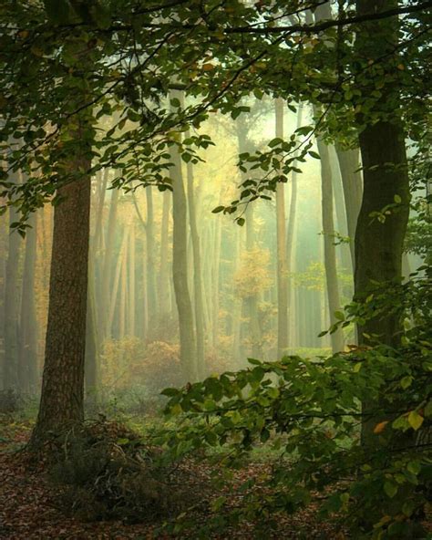 In To The Misty Woods Fantasy Landscape Landscape Art Pretty Places