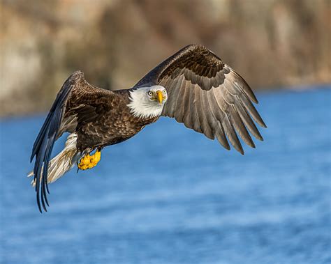 Bald Eagle Flying Above Body Of Water During Daytime Hd Wallpaper