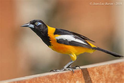 Venezuelan Troupial Icterus Icterus Willemstad Curacao Flickr