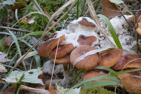 Armillaria A Deadly Tree Fungus What You Should Know