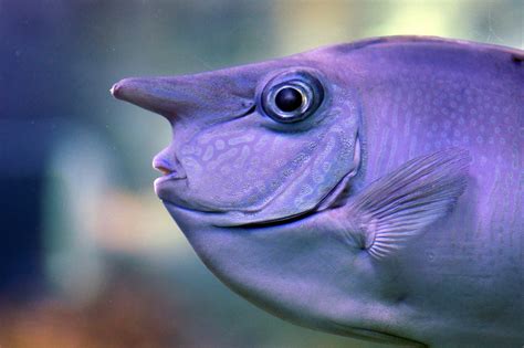 Whitemargin Unicornfish The White Margined Unicornfish N Flickr