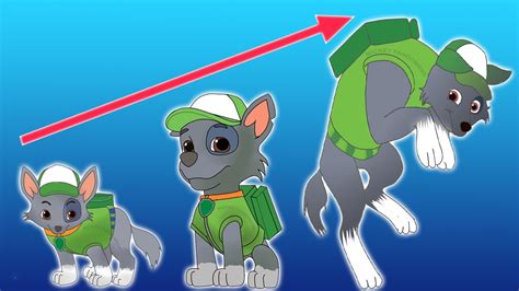 Paw Patrol Rocky Growing Up Evolution😘😘😘 Speed Drawing Art Youtube