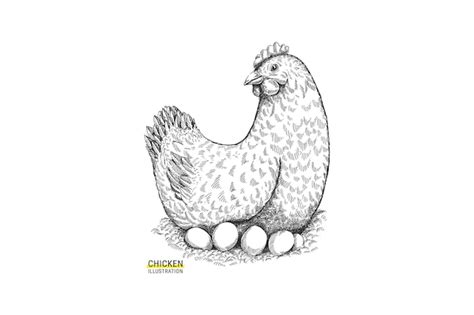 Premium Vector Hand Drawn Chicken With Eggs Illustration