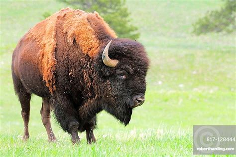 American Bisonbuffalo Bison Bison Bull Stock Photo