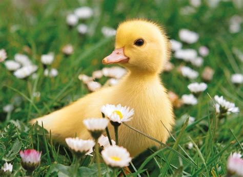 Baby Ducking In The Spring Pictures Photos And Images For Facebook