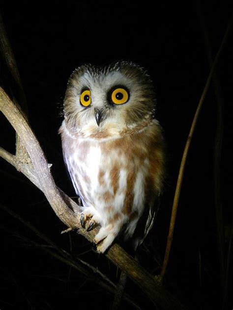 Northern Saw Whet Owl Aegolius Acadicus Saw Whet Owl Owl Cute Animals