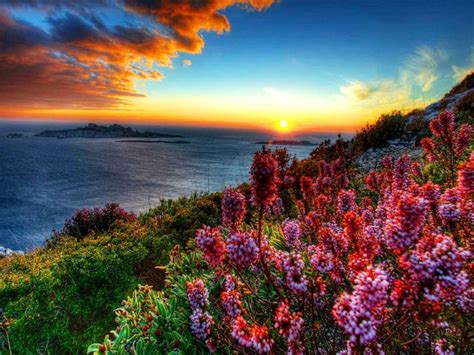 Coastal Flowers At Sunset Hd Wallpaper 604545