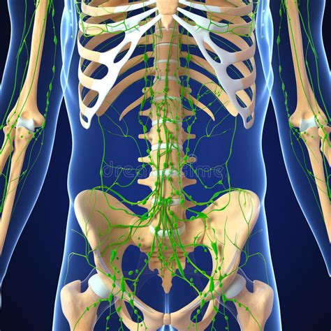 Male Lymphatic System With Skeleton Stock Illustration Illustration