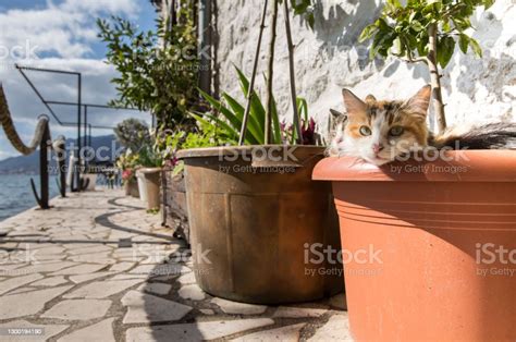Two Tabby Cats In A Flower Pot Stock Photo Download Image Now Capri