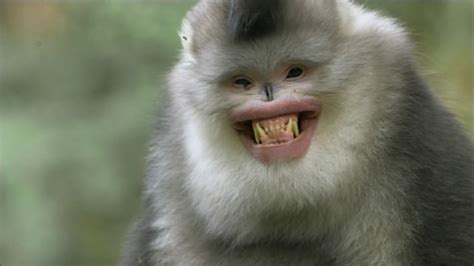 Snub Nosed Monkey Documentary Snub Nosed Monkeys Facts Mystery