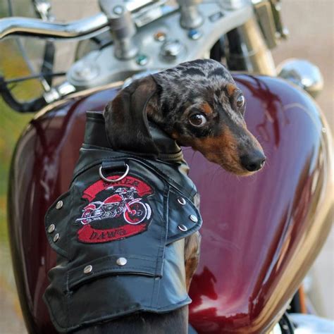 Your Pooch Will Be The Talk Of The Town In This Stylish Black Biker Dog