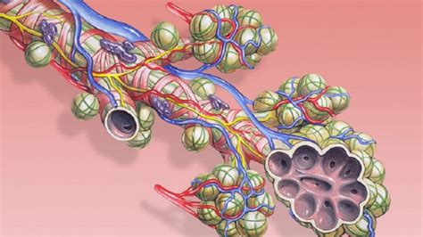 Lung Alveoli Characteristics Functions And Anatomy 2024