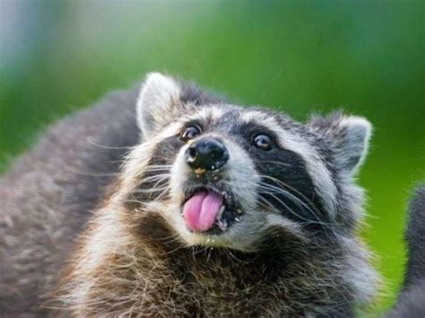 Check Out These Cute Animal Tongues Raccoon Funny Pet Raccoon Raccoon