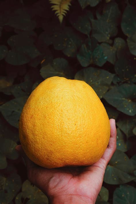 Orange Citrus Fruit · Free Stock Photo