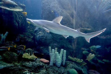 Aquarium Of The Pacific To Reopen With New Exhibits And Safety Guidelines Orange County Register