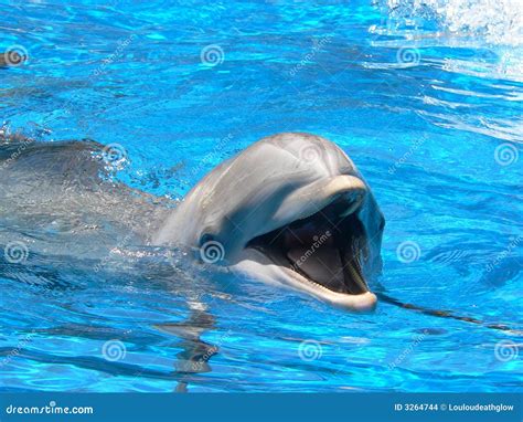 Smiling Dolphin Stock Photo Image Of Marine Waves Nature 3264744