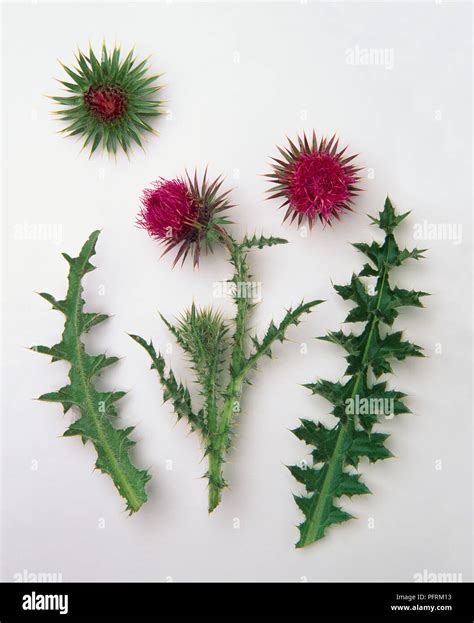 Carduus Nutans Musk Thistle Leaves And Deep Pink Flowers Stock Photo