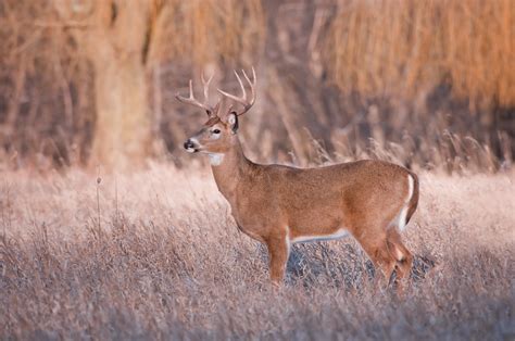 White Tailed Deer Mike Lentz Nature Photography