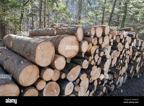 Stacked Cut Timber Stock Photo Alamy