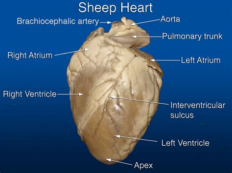 Best Images Of S Sheep Heart Diagram Anterior Sheep Heart Sheep Heart Dissection And
