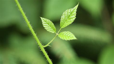 Three Small Green Leaves Of Blackberry Bush Stock Footage Sbv 304870864