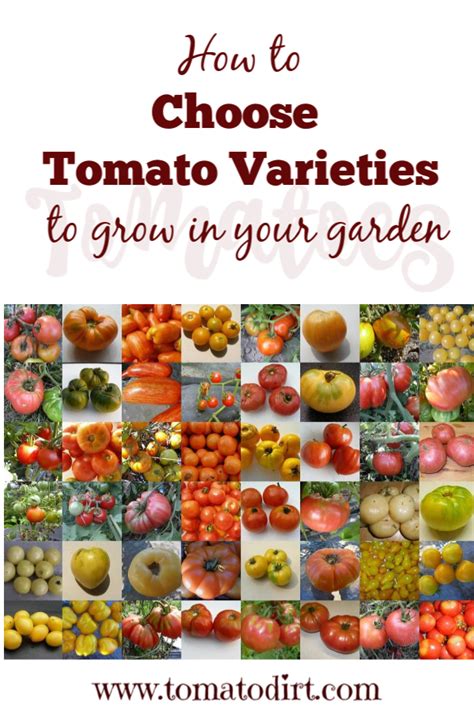 How To Choose Tomato Varieties To Grow In Your Garden