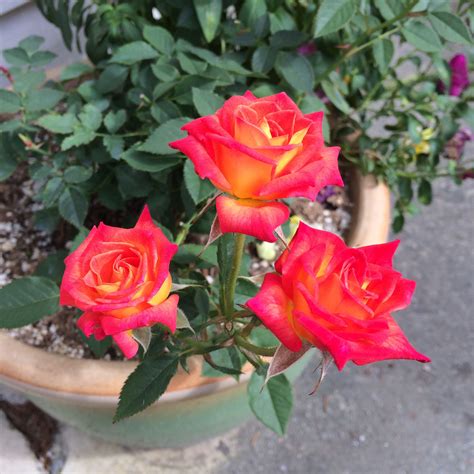 Miniature Roses Rose Plants Flowers