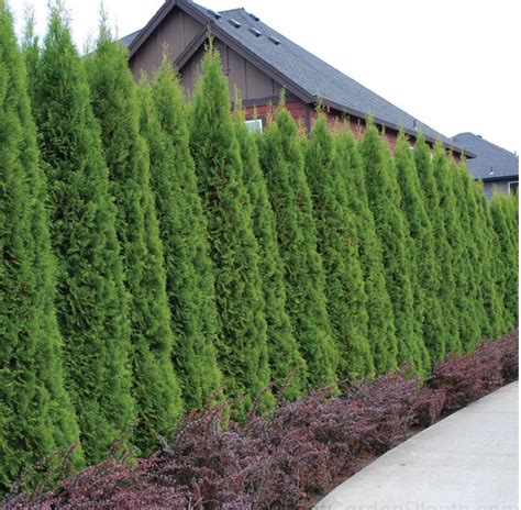 Emerald Green Arborvitae Hedge Privacy Landscaping Privacy Plants