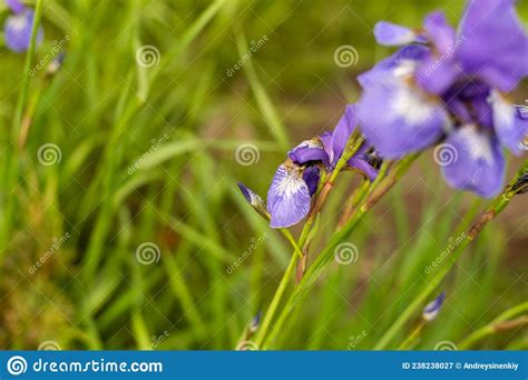 Violet And Blue Iris Flowers Closeup On Green Garden Background Sunny