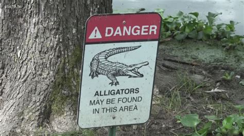 Top 19 Alligators Spotted In East Texas Cbs19tv