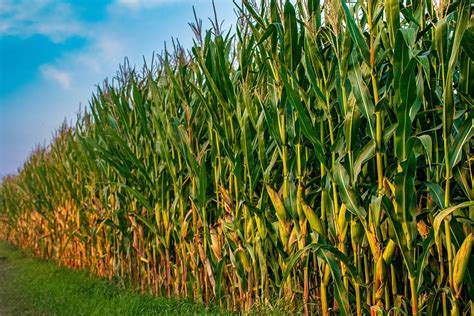 Hd Wallpaper Field Corn Agriculture Harvest Nature Cornfield