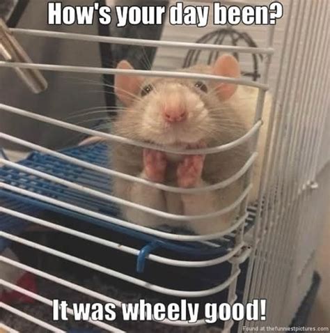 Hamster Memes Hows Your Day Beeen It Was Wheely Good