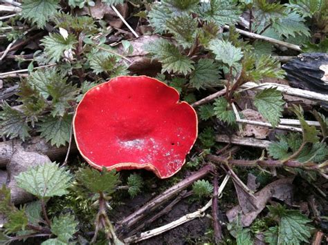 Strange Bright Red Fungus Nature Kids Fungi Nature Reserve