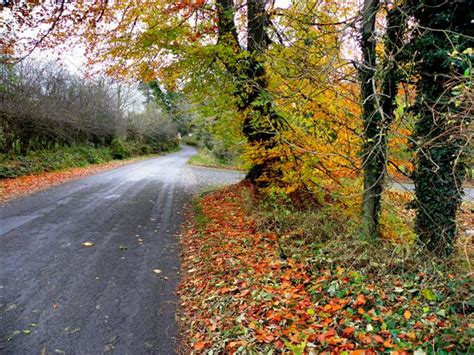 Fallen Leaves Along Riverview Road © Kenneth Allen Cc By Sa20