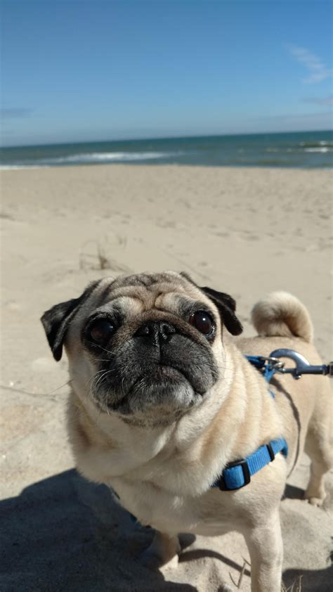 Penelope At The Beach Ifttt2l3qyrq Pugs Funny Pugs Dog Beach