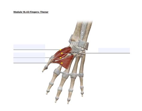 Thenar Eminence Muscles Quiz