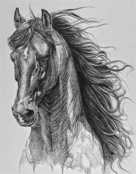 Dibujos A LÁpiz 167 Fotos【trucos Y Consejos】 Horse Drawings Animal