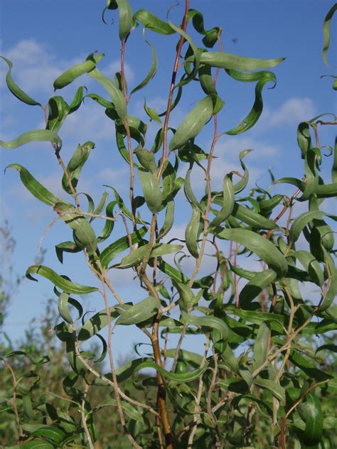 y178 salix matsudana tortuosa west wales willows