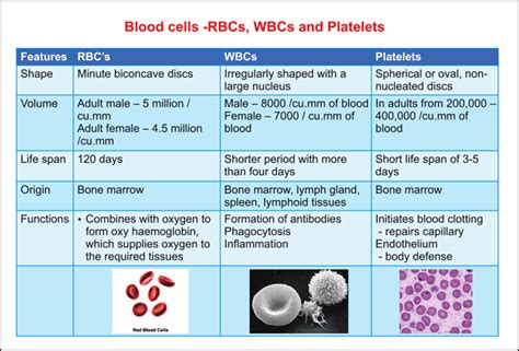 The blood cells have each of their own different life spans as well as individual functions. IGCSE Biology Paper-2 Specimen Questions with Answers 164 ...