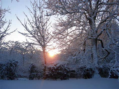 Free Images Tree Branch Snow Winter Morning Frost Weather