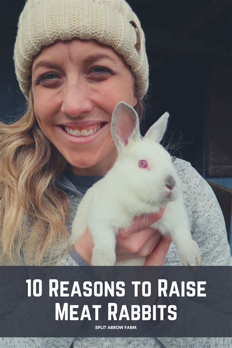 10 reasons to raise meat rabbits on your homestead meat rabbits raising rabbits rabbit