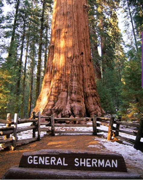 The General Sherman Tree Largest Tree In The World By Volume Located