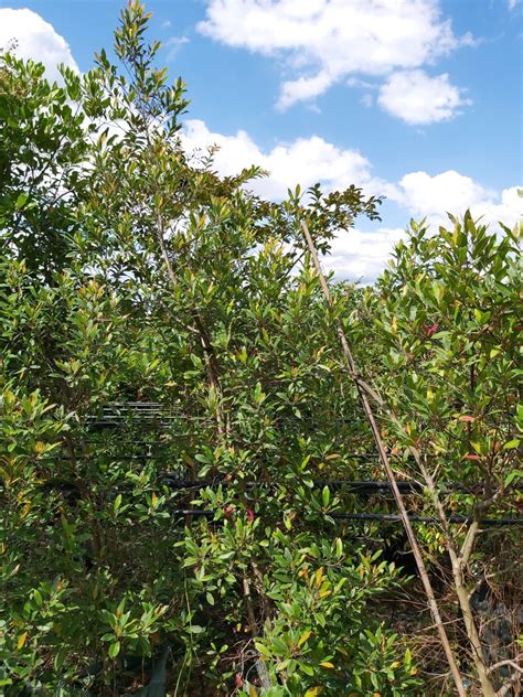 Elaeocarpus Reticulatus ‘blueberry Ash 75l Camden Nurseries
